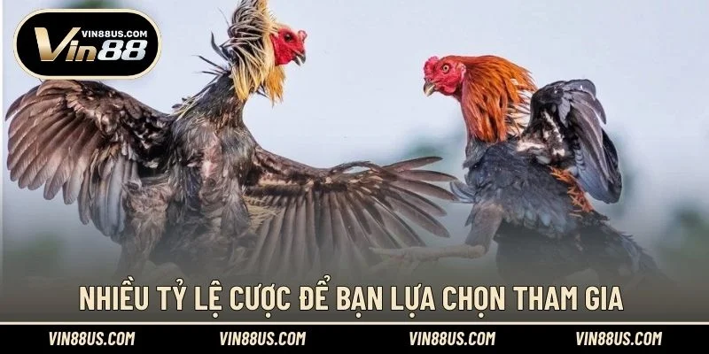 Nhiều tỷ lệ cược để bạn lựa chọn tham gia